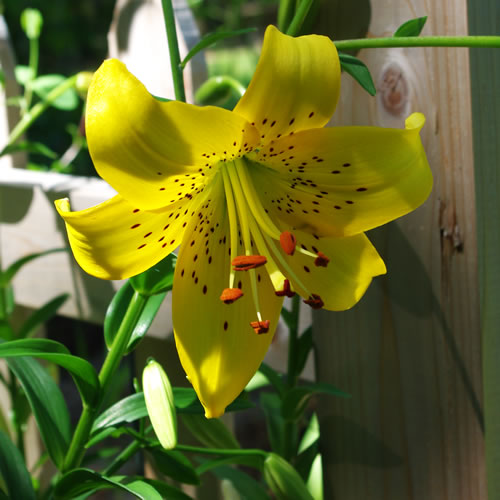 Lilium tigrinum King Pete 